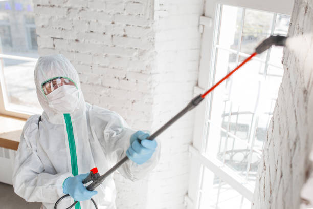 Mold Odor Removal Services in Prague, OK